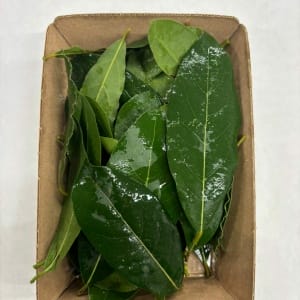 Alloro