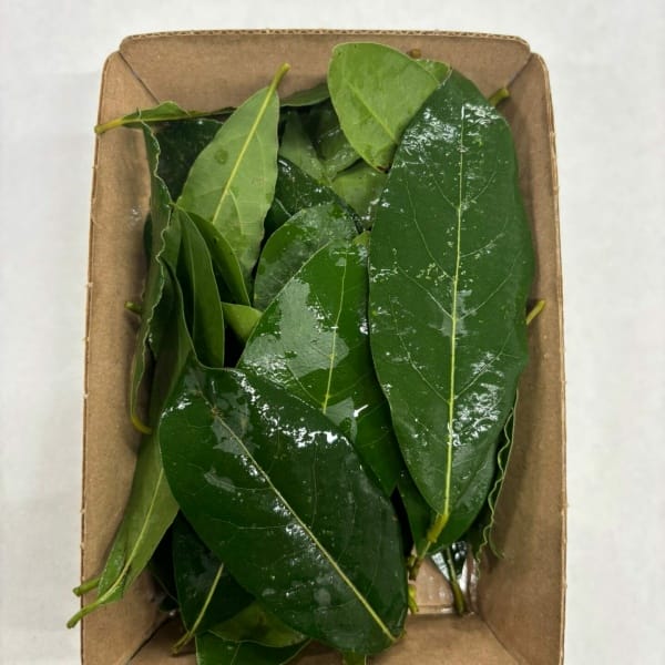 Alloro