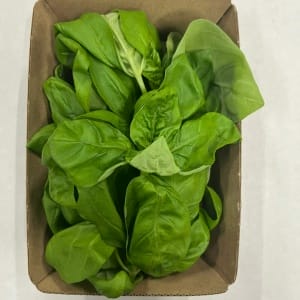 Basilico