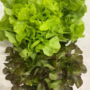 Lattuga Foglia di Quercia