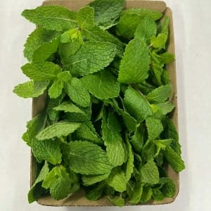Menta