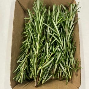 Rosmarino