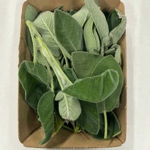 Salvia