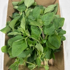 Origano