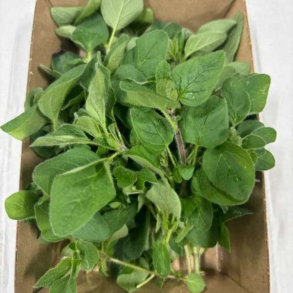 Origano